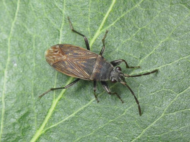 Peritrechus geniculatus (Hahn, 1832)